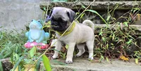 Stacey, a female Pug for sale in Hawley, PA – Photo 1 of 5