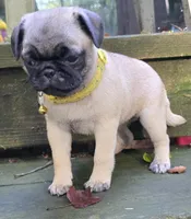 Stacey, a female Pug for sale in Hawley, PA – Photo 2 of 5