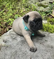 Christy, a female Pug for sale in Hawley, PA – 4 of 7