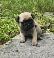 Connie, a female Pug for sale in Hawley, PA – 6 of 9