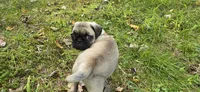 Bo, a male Pug for sale in Hawley, PA – 7 of 7