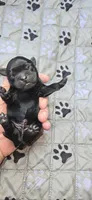Brad, a male Pug for sale in Hawley, PA – 1 of 1
