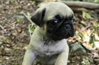 Chad, a male Pug for sale in Hawley, PA – 2 of 8