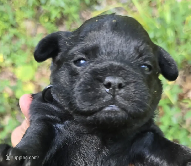 Brad – Pug puppy for sale in Hawley, PA