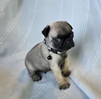 Levon, a male Pug for sale in Hawley, PA – Photo 2 of 3