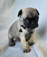 Levon, a male Pug for sale in Hawley, PA – Photo 1 of 3