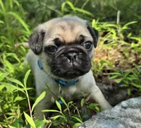 Jack, a male Pug for sale in Hawley, PA – 9 of 9