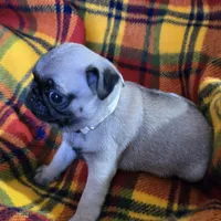 Billy, a male Pug for sale in Hawley, PA – Photo 3 of 7