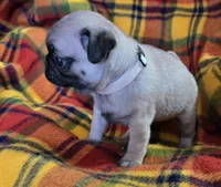 Billy, a male Pug for sale in Hawley, PA – Photo 7 of 7