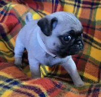 Billy, a male Pug for sale in Hawley, PA – Photo 4 of 7
