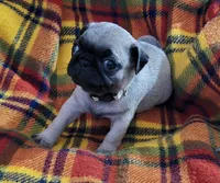 Billy, a male Pug for sale in Hawley, PA – Photo 5 of 7