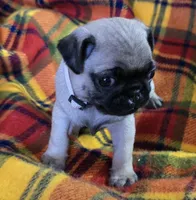 Billy, a male Pug for sale in Hawley, PA – Photo 6 of 7