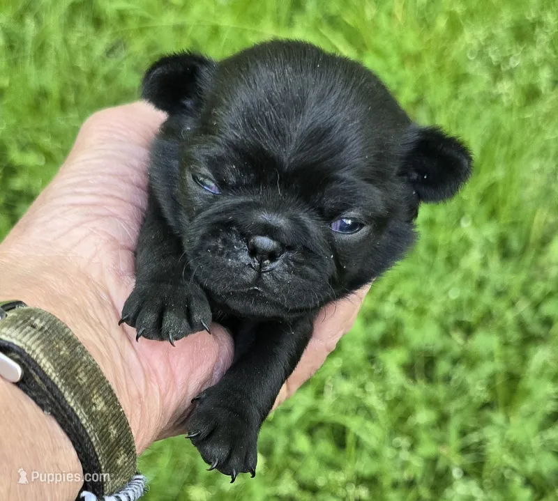 Brandy – Pug puppy for sale in Hawley, PA
