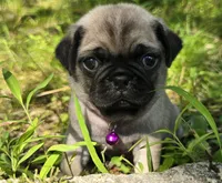 Manny, a male Pug for sale in Hawley, PA – 2 of 9