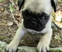 Chad, a male Pug for sale in Hawley, PA – 4 of 8