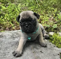 Christy, a female Pug for sale in Hawley, PA – 3 of 7