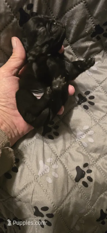 Milo – Pug puppy for sale in Hawley, PA