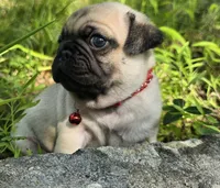 Moe, a male Pug for sale in Hawley, PA – 2 of 9