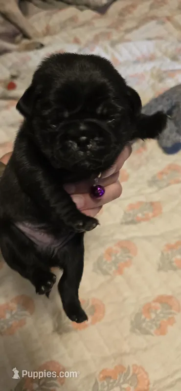 David Lee, a male Pug for sale in Hawley, PA – Photo 1 of 4