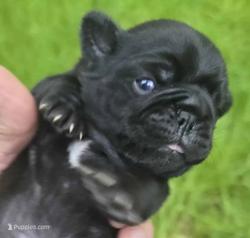 Brittney – Pug puppy for sale in Hawley, PA