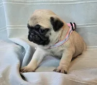 Farah, a female Pug for sale in Hawley, PA – Photo 1 of 7