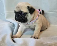 Farah, a female Pug for sale in Hawley, PA – Photo 4 of 7