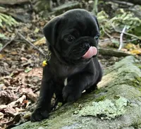 Brittney, a female Pug for sale in Hawley, PA – 2 of 9
