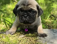 Manny, a male Pug for sale in Hawley, PA – 8 of 9