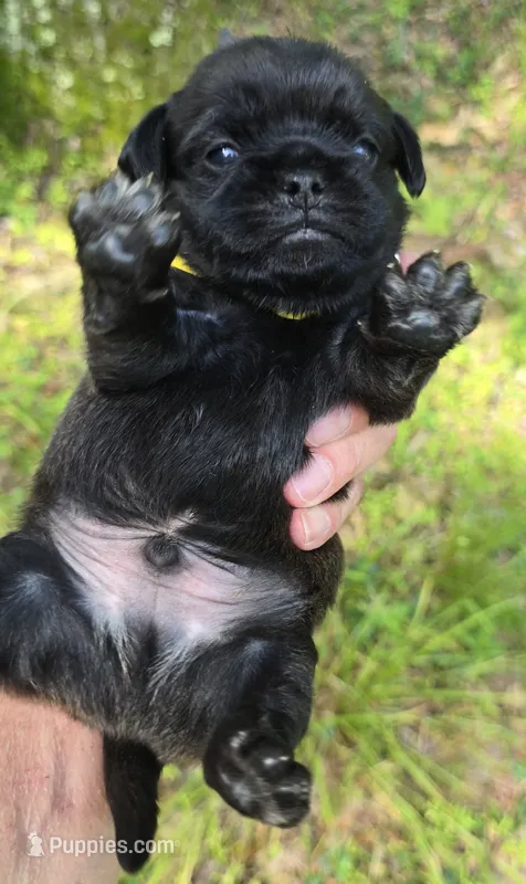 Byron – Pug puppy for sale in Hawley, PA