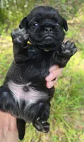 Byron, a male Pug for sale in Hawley, PA – 1 of 3