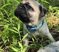 Jack, a male Pug for sale in Hawley, PA – 6 of 9