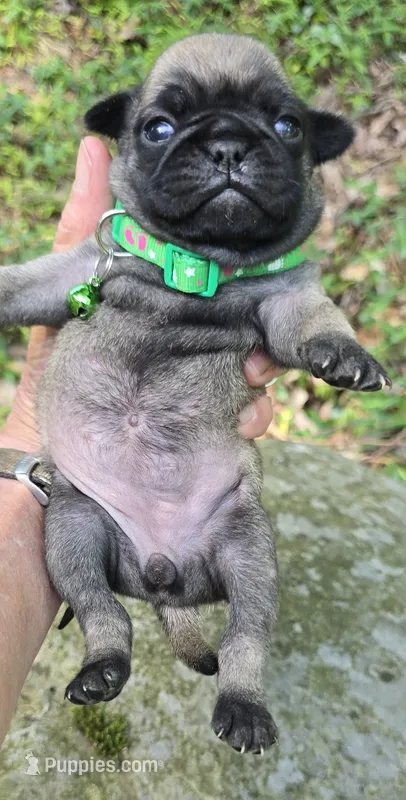 Christy – Pug puppy for sale in Hawley, PA