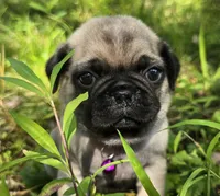 Manny, a male Pug for sale in Hawley, PA – 7 of 9