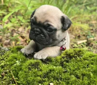Connie, a female Pug for sale in Hawley, PA – 5 of 9