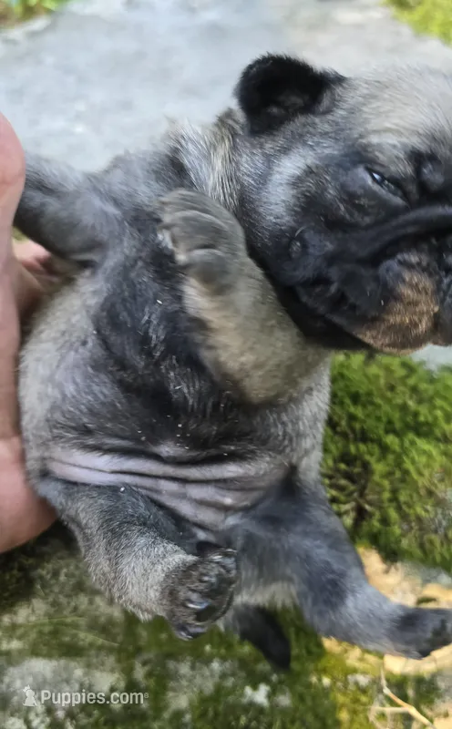 Daisy – Pug puppy for sale in Hawley, PA