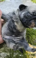 Daisy, a female Pug for sale in Hawley, PA – 1 of 4