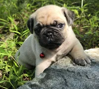 Moe, a male Pug for sale in Hawley, PA – 3 of 9