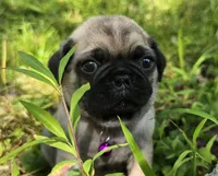 Manny, a male Pug for sale in Hawley, PA – 6 of 9