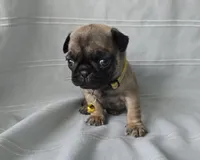 processed/2a4fb388-7b14-4d0c-b5f5-b004d17982bb/listing/55c4c8d5-f0c8-4bb3-bb6f-b14d507aba8e/a89ee02a-ef69-4eba-bc0c-12ea57b3b5ab