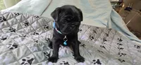 Brandy, a female Pug for sale in Hawley, PA – 7 of 7