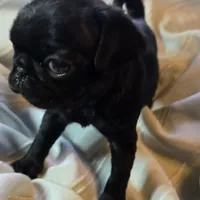 Elton, a male Pug for sale in Hawley, PA – Photo 3 of 5