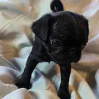 Elton, a male Pug for sale in Hawley, PA – Photo 1 of 5