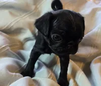 Elton, a male Pug for sale in Hawley, PA – Photo 1 of 5