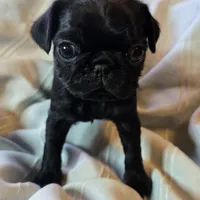 Elton, a male Pug for sale in Hawley, PA – Photo 2 of 5