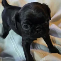 Elton, a male Pug for sale in Hawley, PA – Photo 4 of 5