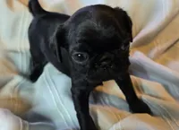 Elton, a male Pug for sale in Hawley, PA – Photo 4 of 5