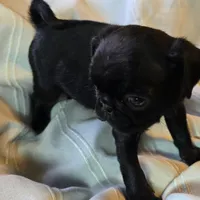 Elton, a male Pug for sale in Hawley, PA – Photo 5 of 5