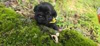 Byron, a male Pug for sale in Hawley, PA – 2 of 3