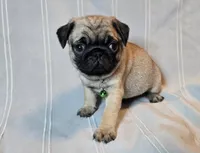 Francine, a female Pug for sale in Hawley, PA – Photo 1 of 6