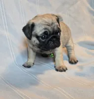Francine, a female Pug for sale in Hawley, PA – Photo 4 of 6